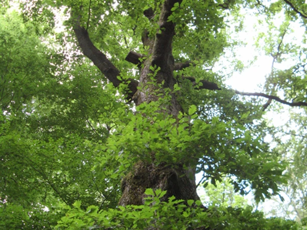 Naturdenkmal Dicke Eiche