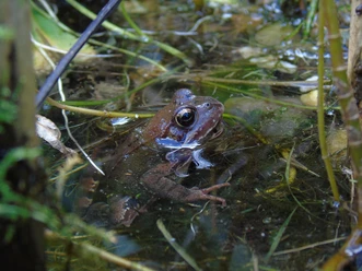 Frosch