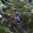 Frosch