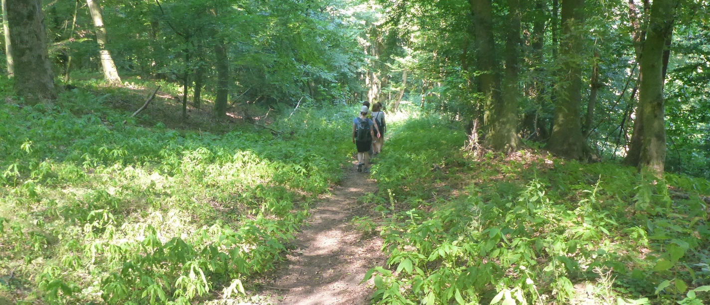 Wandergruppe auf schmalem Waldweg im grünen Laubwald bei Sonnenlicht