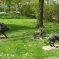 Wildschweine_HD_16zu9.JPG Vier lebensechte Bronze-Wildschweine stehen in dynamischen Posen auf einer grünen Rasenfläche.