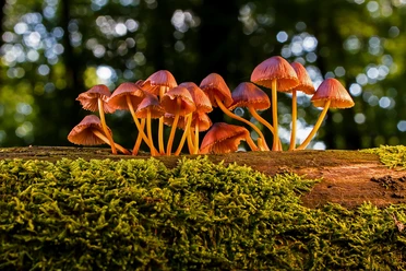 2026-07-06 Wunderwelt der Pilze.jpg