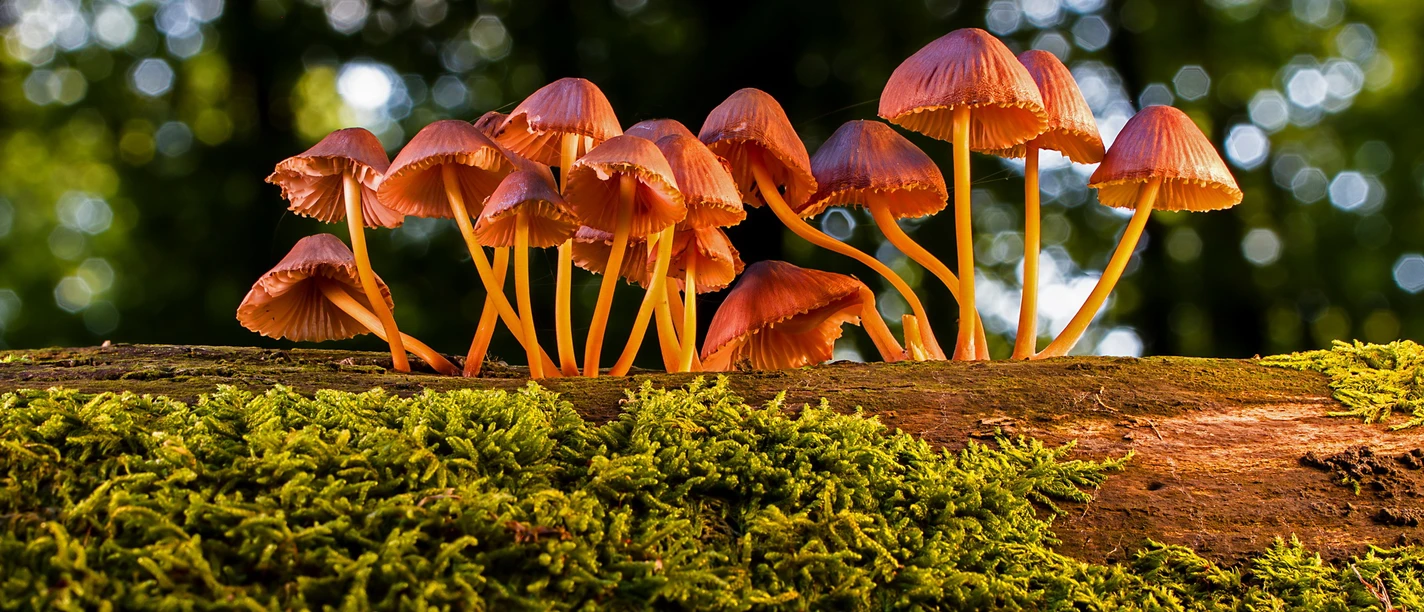 2026-07-06 Wunderwelt der Pilze.jpg