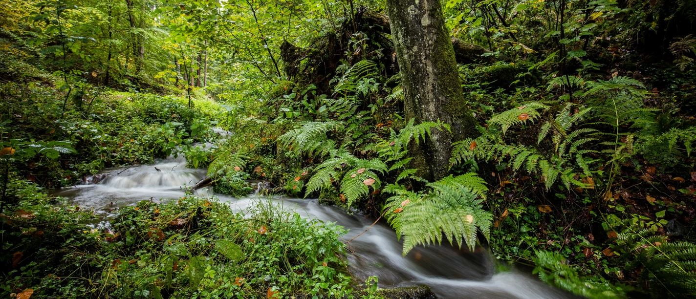 2026-06-21 Lit. Waldsparziergang.jpg