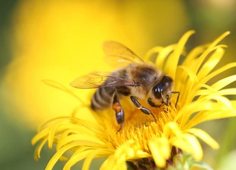 2026-07-05 Wildbienen.jpg