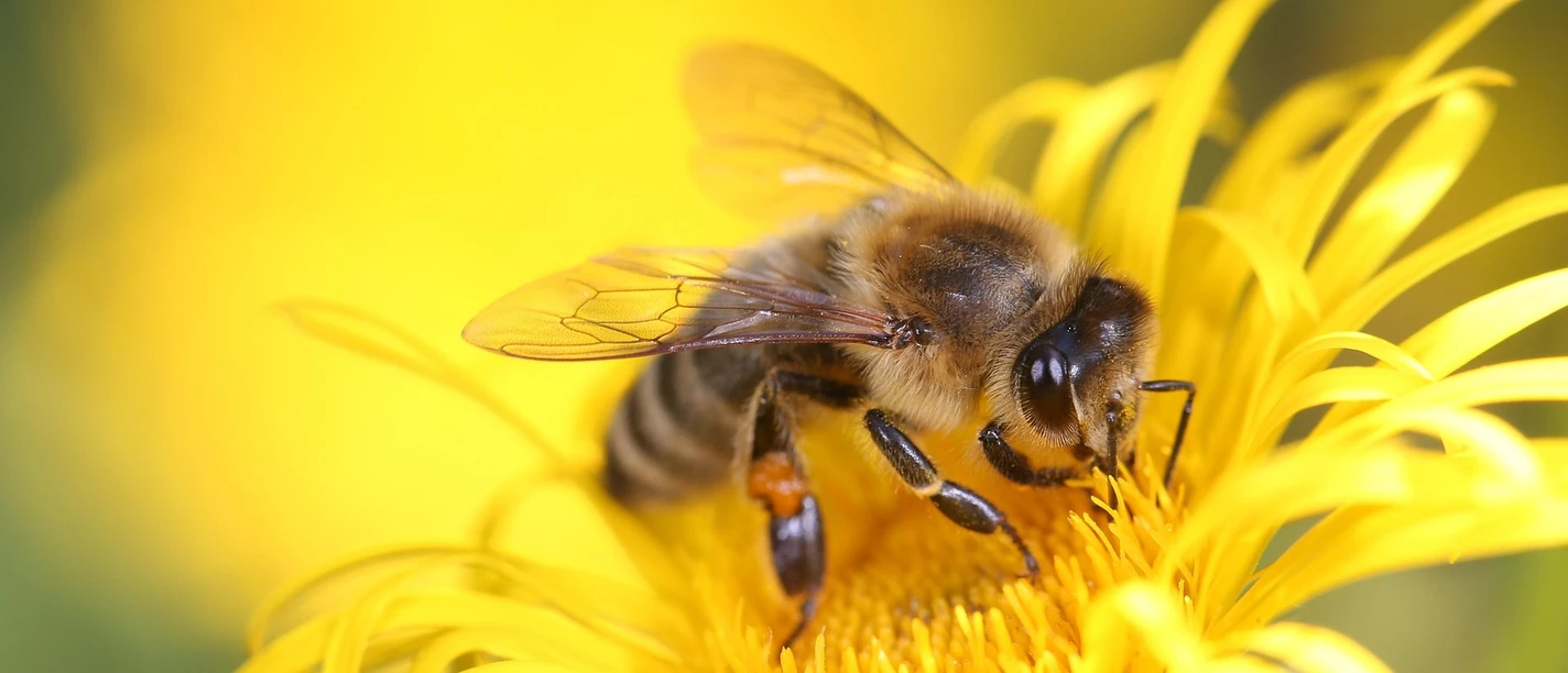 2026-07-05 Wildbienen.jpg