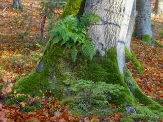 2026-08-23 Waldbewirtschaftung.JPG