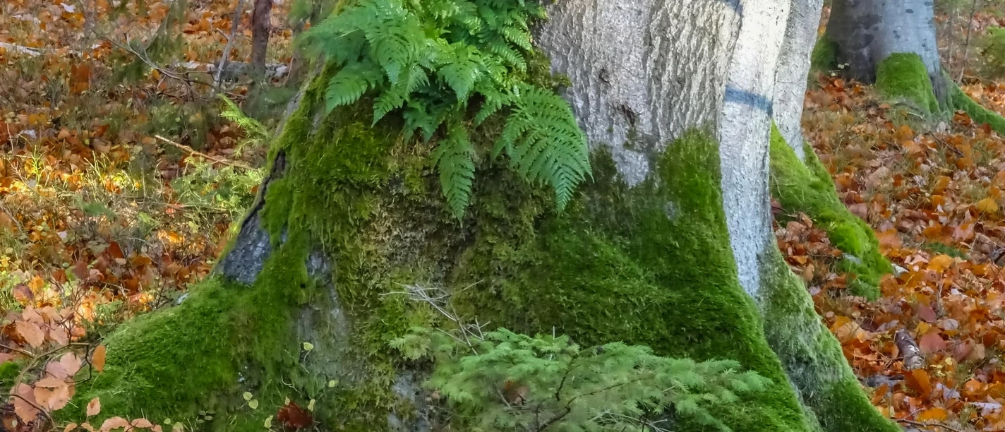 2026-08-23 Waldbewirtschaftung.JPG