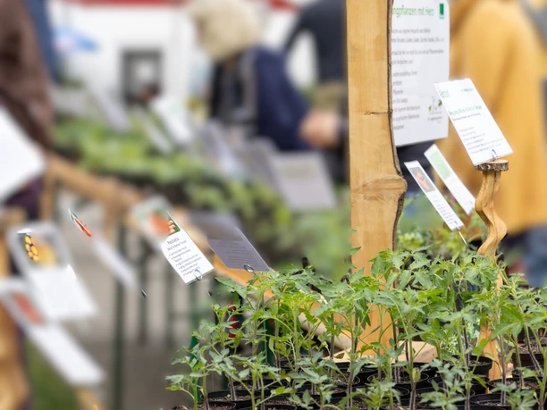 Papier- und Fairmarkt Ein Stand auf dem Papiermarkt mit jungen Pflanzen in Töpfen, Besucher:innen im Hintergrund.