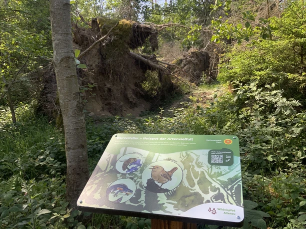 Hinweistafel am Wildnispfad Altenau