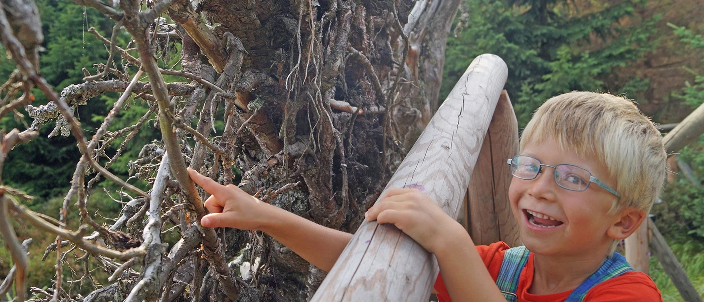 WaldWandelWeg entdecken