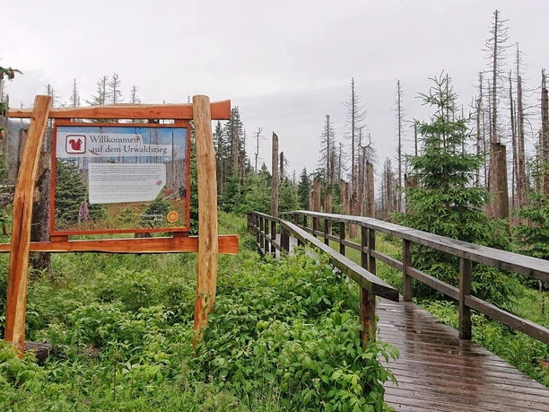 Urwaldstieg am Brocken