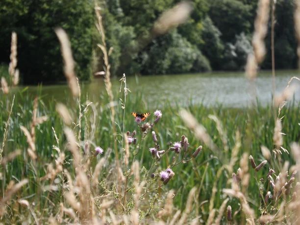 Das Immerather Maar