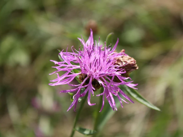 Besondere Flora am Immerather Maar