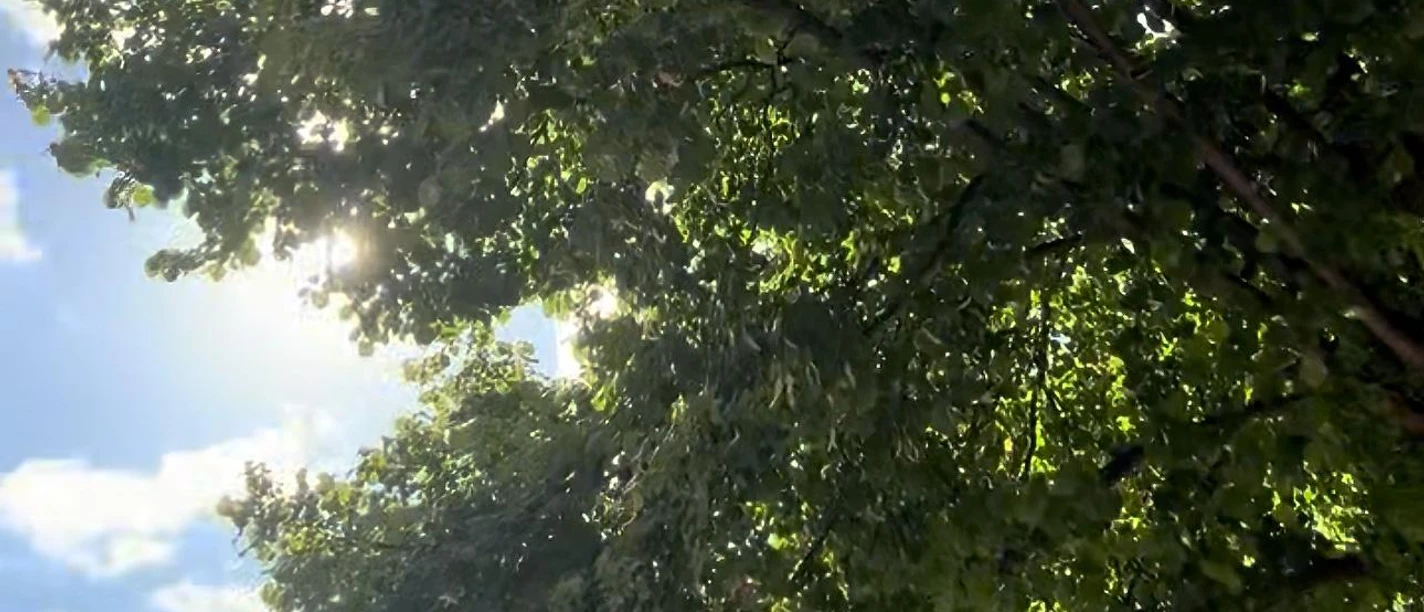 20260628_Kulturgarten Foto Baum