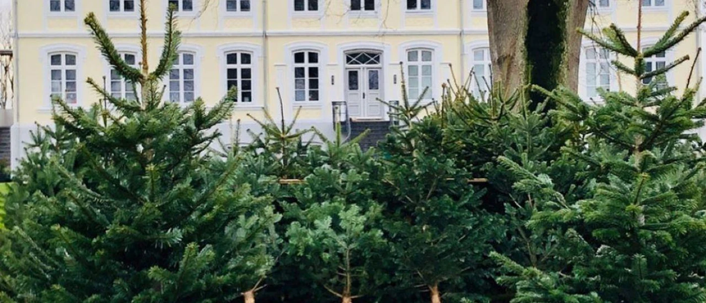 Baumverkauf im Hof