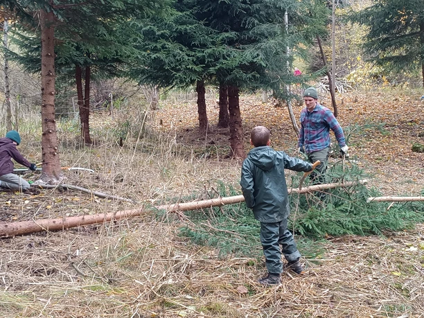 Licht & Platz für natürliche Blumenwiesen 4