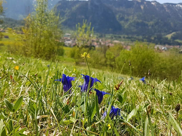 Licht & Platz für natürliche Blumenwiesen 5