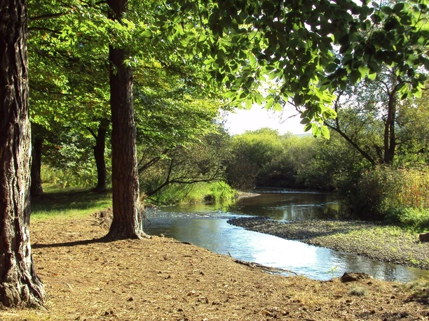 Ruhig fließender Flusslauf der Innerste, umgeben von dichten Bäumen und grüner Naturlandschaft.
