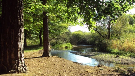 Innerste_Salzgitter_HD_16zu9.jpg Ruhig fließender Flusslauf der Innerste, umgeben von dichten Bäumen und grüner Naturlandschaft.