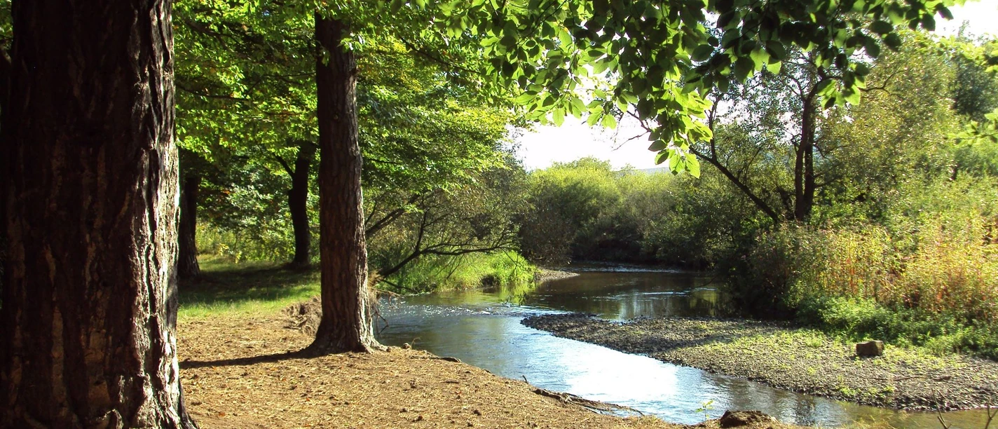 Innerste_Salzgitter_HD_16zu9.jpg Ruhig fließender Flusslauf der Innerste, umgeben von dichten Bäumen und grüner Naturlandschaft.