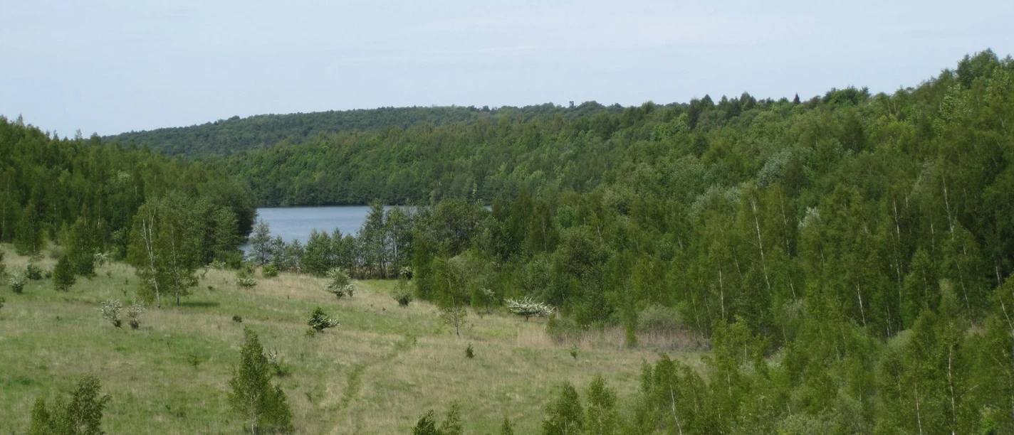 Weite Wiesenfläche mit vereinzelten Bäumen und dichtem Waldrand vor einem blauen See.