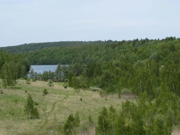 Weite Wiesenfläche mit vereinzelten Bäumen und dichtem Waldrand vor einem blauen See.