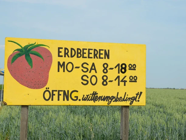 Erdbeerfeld_Strube_HD_16zu9.JPG Gelbes Hinweisschild am Rand eines Erdbeerfeldes mit aufgemalter Erdbeere und Öffnungszeiten.
