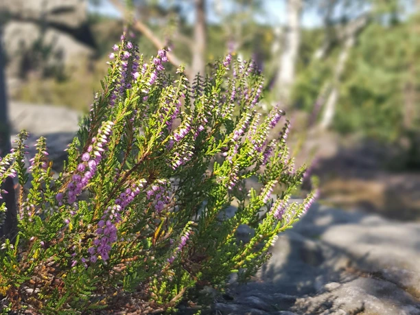 Heidekraut im Felsen