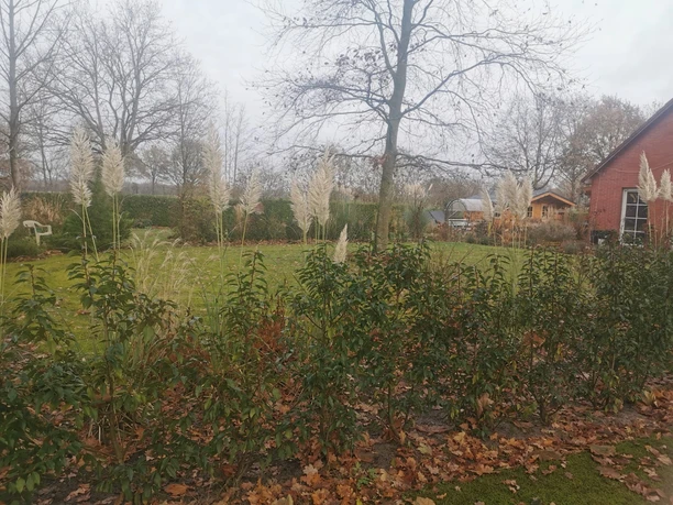 Claudia Hienen.JPG Pampasgras und Sträucher im herbstlichen Privatgarten Hienen mit einem Backsteinhaus im Hintergrund.