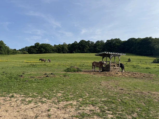 Pferde vom Campingplatz Edersee Paradies