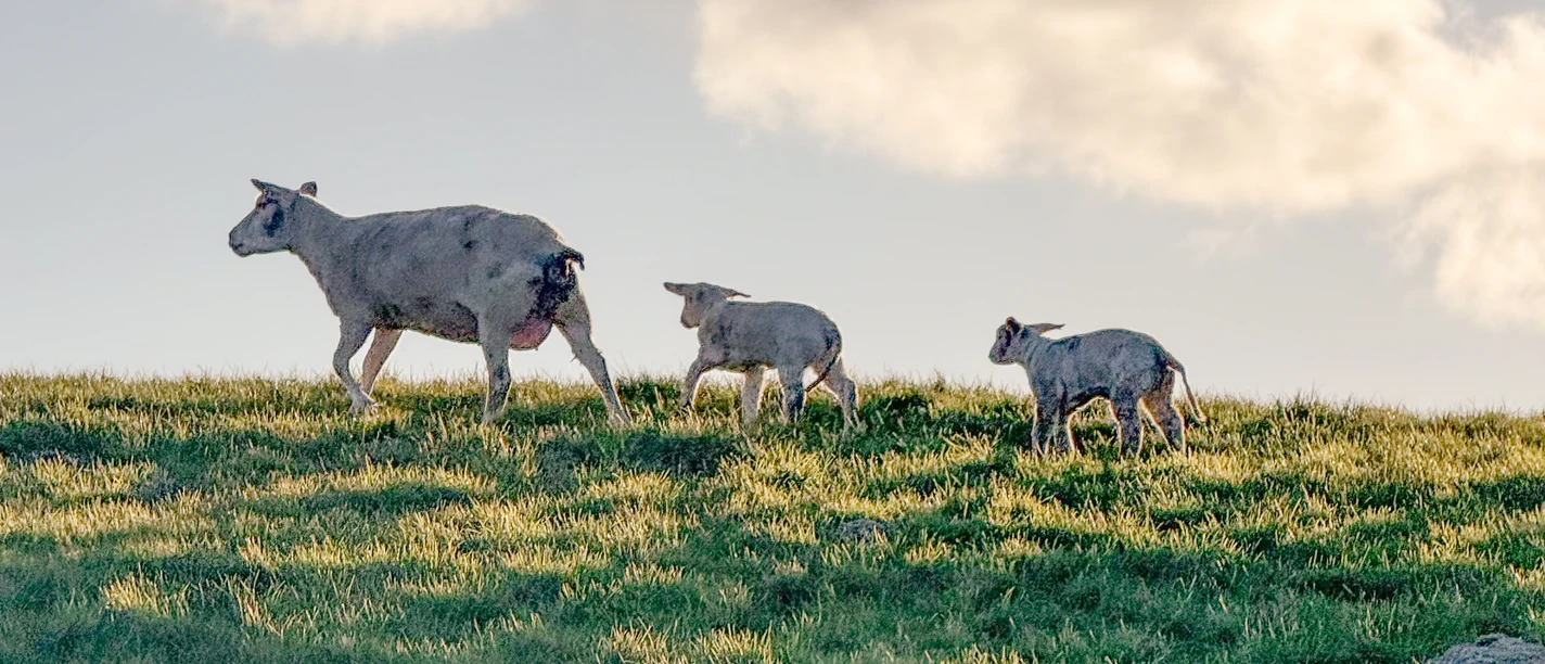 Frühling Bildmaterial-7.jpg