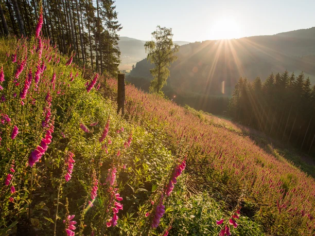 Blick auf das Sorpetal