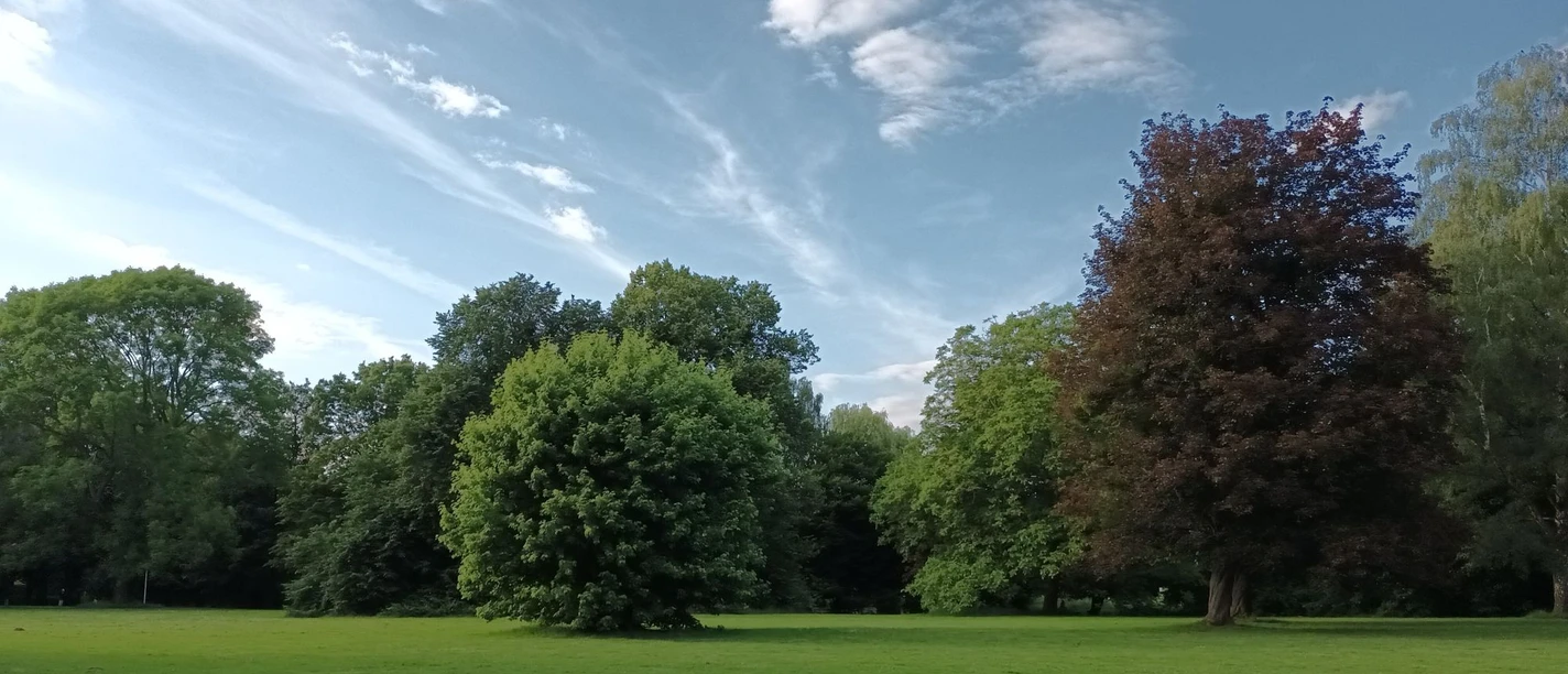 Stadtpark_Salzgitter-Lebenstedt_HD_16zu9.jpg Weite grüne Wiese mit verschiedenen Laubbäumen im Stadtpark Salzgitter-Lebenstedt unter blauem Himmel.