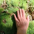 Details Moos und Hand flach.jpg