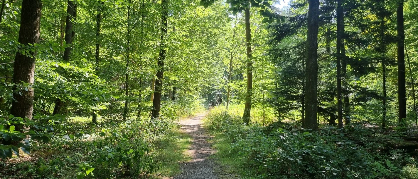 Ein idyllischer Waldweg in den weitreichenden Wäldern der Urlaubsregion
