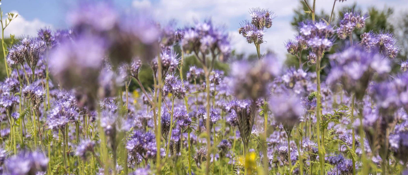 Blume Wiese Schmuckbild TMBW 2