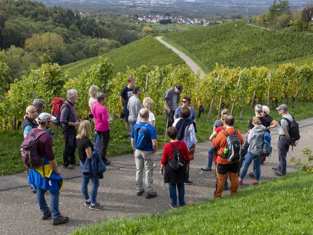 Blick zu den Vogesen