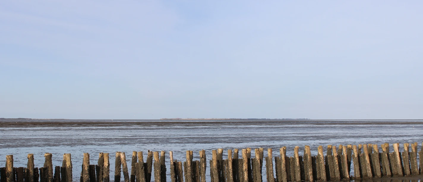 aktion Wattwandern Bild. Monique Stubbemann ©wattenhuus bensersiel (108).jpg