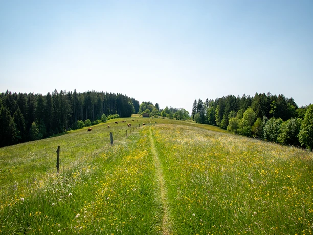 Weg über Wiesen zwischen Agatharied und Gmund