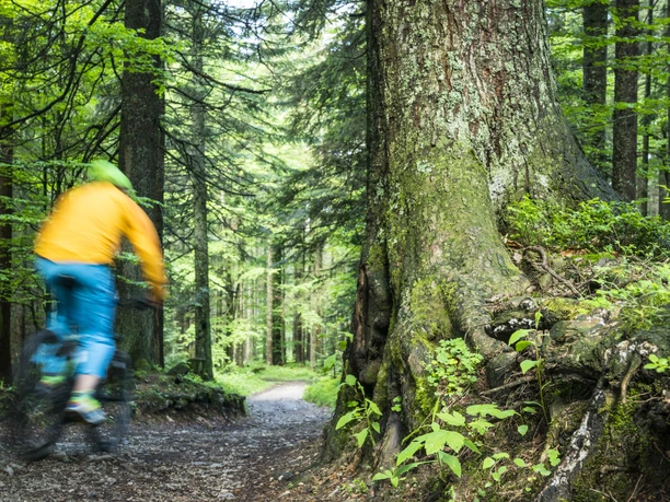 Waldwege am Auracher Köpferl