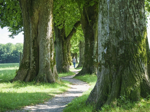Holzkirchen