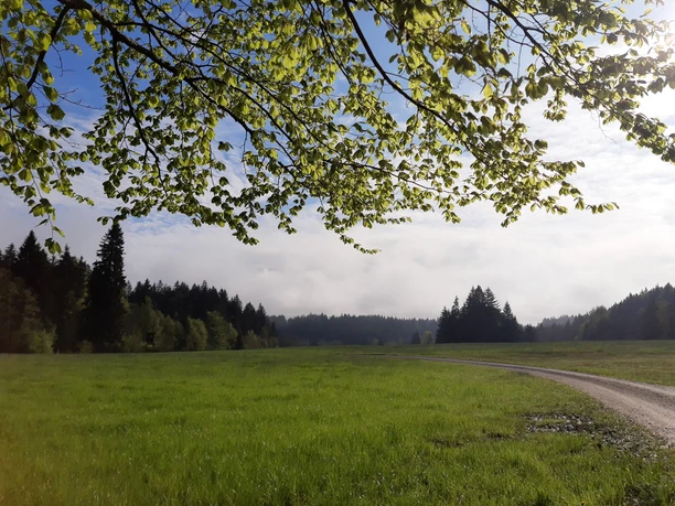 Aussicht am Waldrand