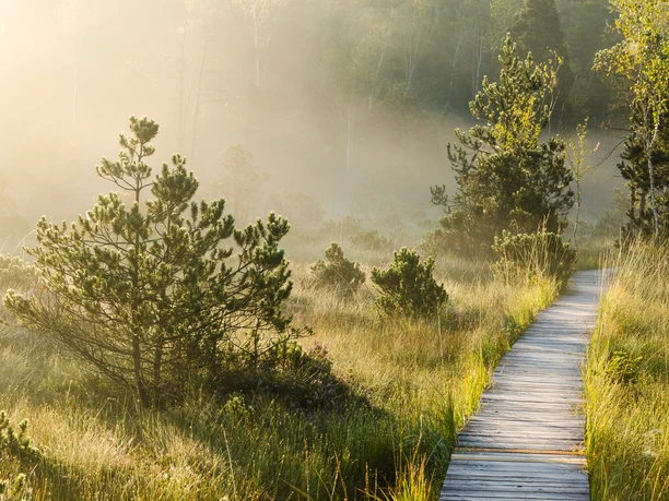 Bohlenweg im Murnauer Moos
