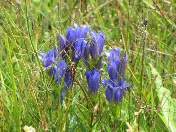 Wanderung - Haselbachweg - Lungenenzian am Wegesrand