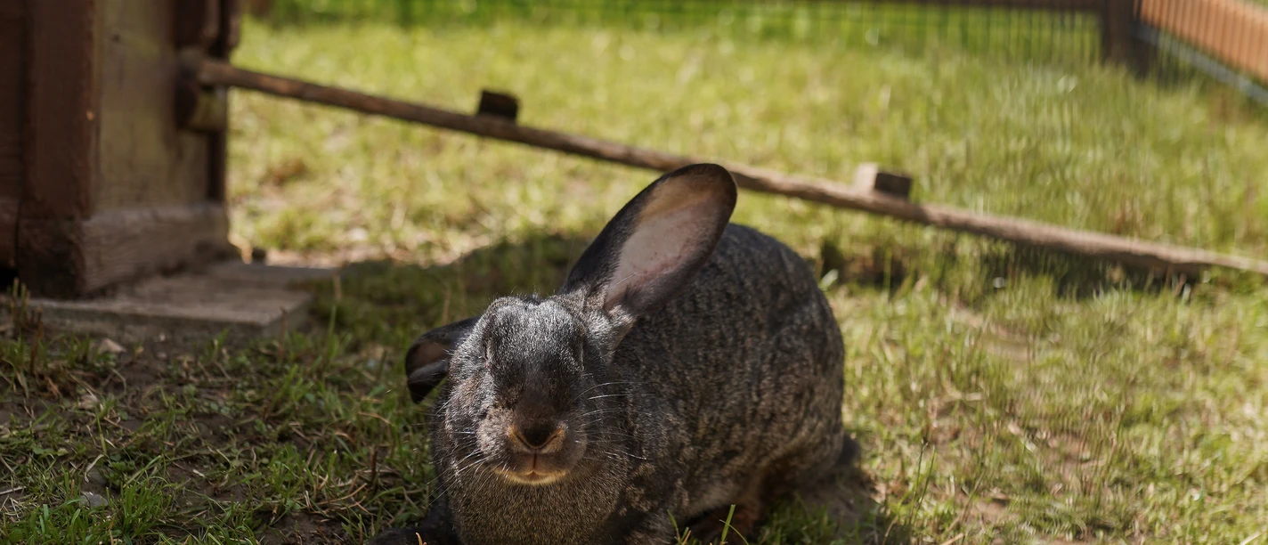 Restaurant Hotel Rischli Sörenberg Bärnermamis (3)