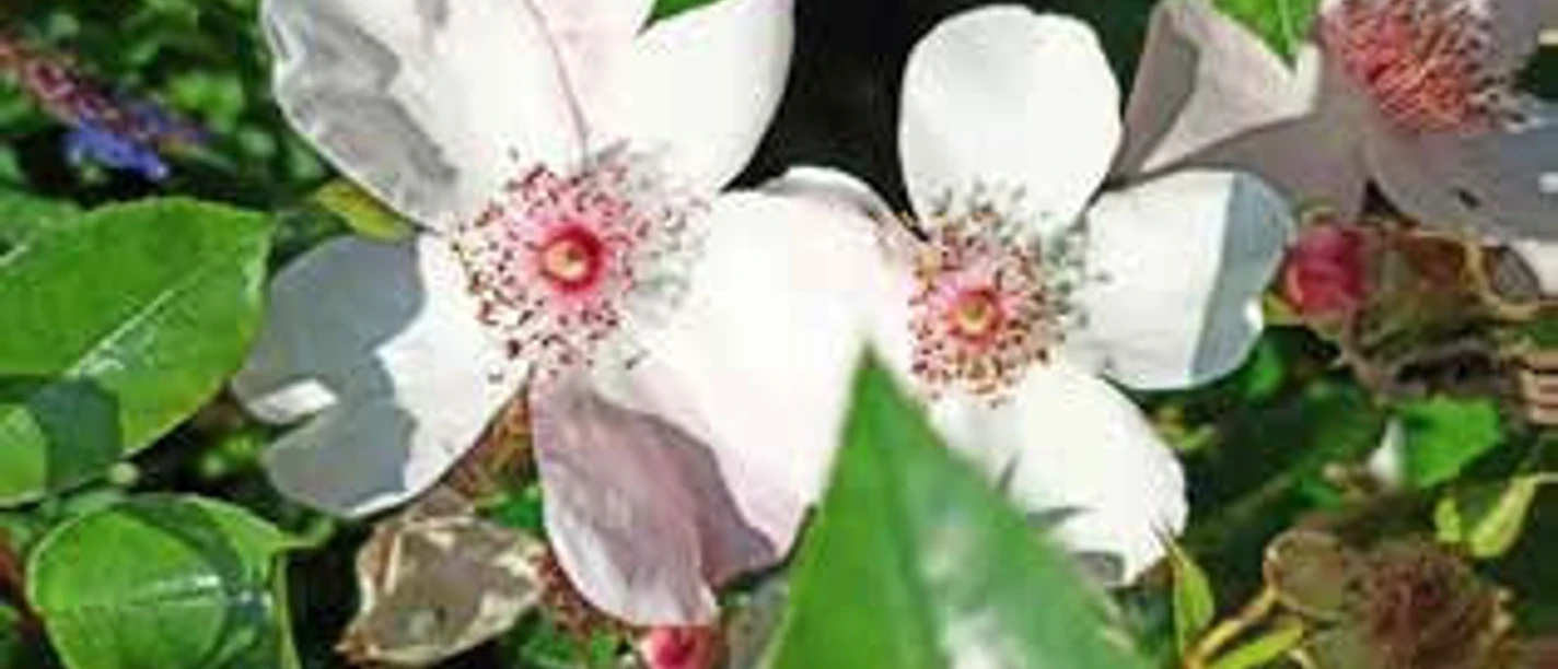 Naturnahe Gärten