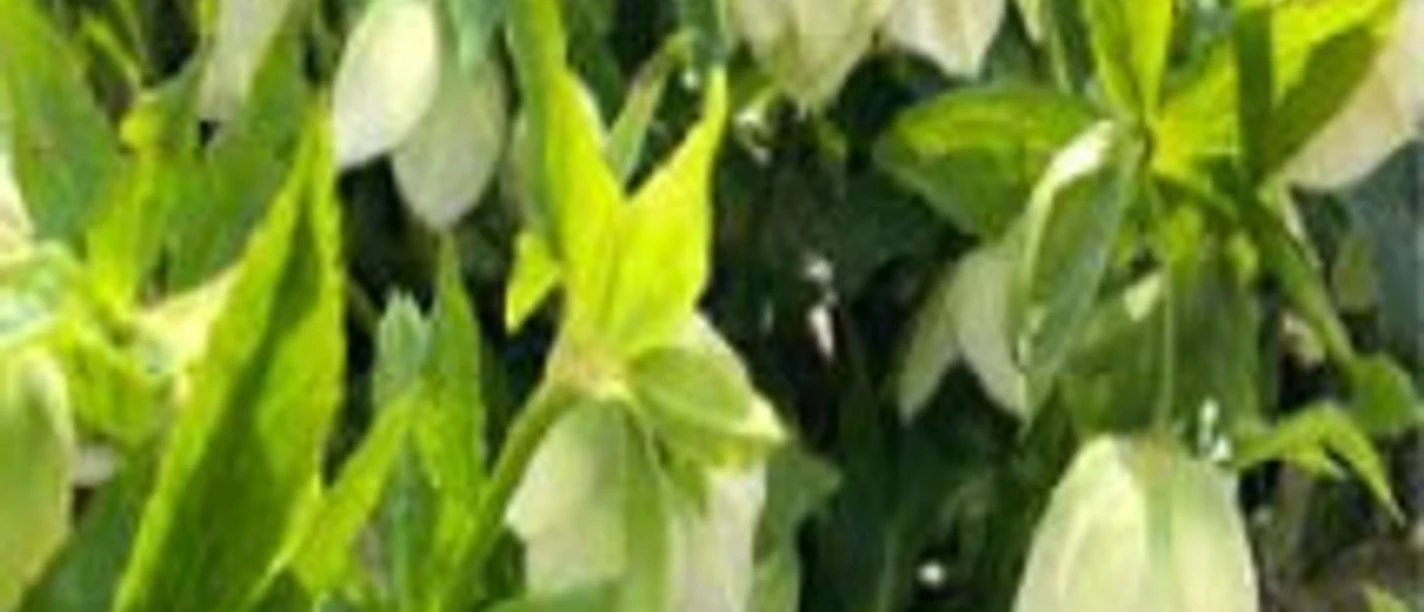 Gemeinschaftsgarten Niederurff