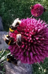 Lust auf Garten