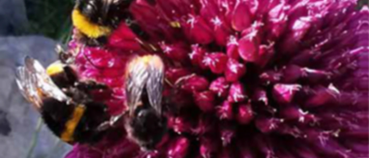 Lust auf Garten
